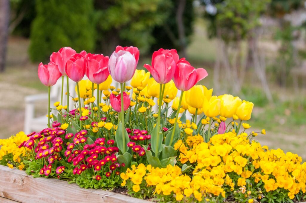 チューリップ 花摘みのタイミングと方法イメージ